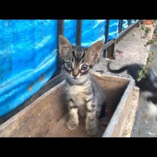 Homeless little kittens, hidden in a flower pot, playing with me