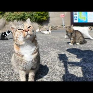 港での猫の集会に参加してきた