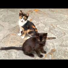 Incredibly cute kittens playing jumping game