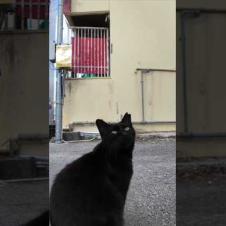 街中のコインパーキングで人懐っこい黒猫に出会った