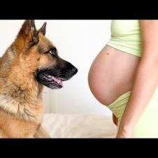 German Shepherd Dog Asks Pregnant Mom for Attention