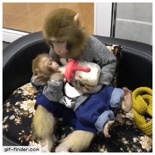 엄마 원숭이