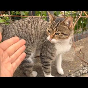 Every day at the same wall I meet my new friend Totti, the cute street cat