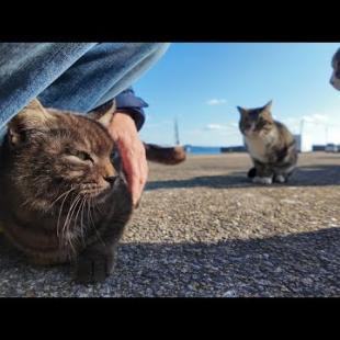 いつも島を案内してくれる黒猫ちゃん、港で不良猫グループに囲まれて助けを求めてきた