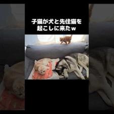 子猫が犬と先住猫を起こしに来た...笑#shorts