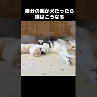 自分の親が犬だったら猫はこうなる...#shorts