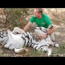 Мы с тобой одной крови - человек и тигр. Тайган. Tigress trusts her human. Taigan