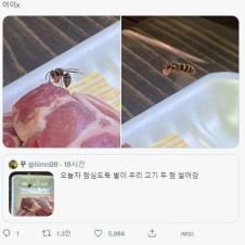 고기 훔치는 벌