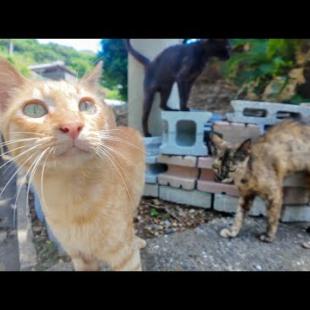 山道で出会った猫たちと絶景ポイントでまさかの猫集会🐾✨