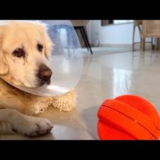 My Poor Dog is Sad that He Can't Play After Surgery