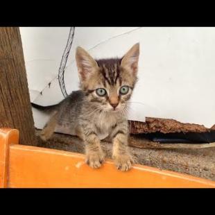 These Cats Are Crazy! Hyperactive Climbing Game 😹