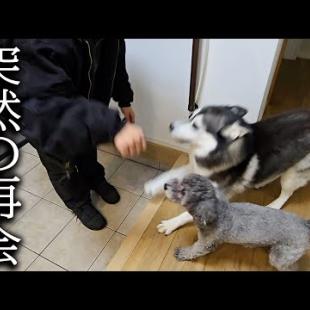 いるはずのないお兄ちゃんが突然現れて喜びが爆発する犬と猫がこちら