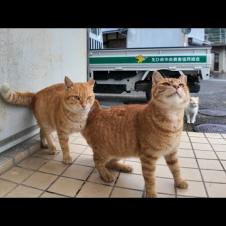 猫島を散歩していたら雨が降ってきたので軒先で雨宿りしていたら猫たちもやって来た