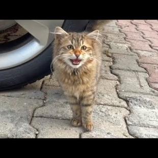 Fluffy, homeless tabby kitten meows with its tiny voice like a lullaby