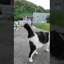 猫「帰さんぞ！」バイク前で謎の圧力をかけてくる猫たちが怖かわいいｗ