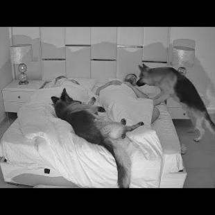 What Sleeping With Two Funny German Shepherd Dogs Is Like