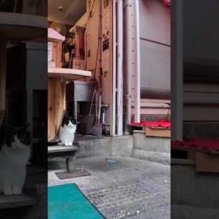 串カツ屋さんの閉店作業を手伝うバイト猫  #ImpressedCatVideo #catisland #猫