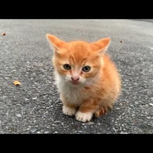💕🐱 Lonely and Hungry Kitten Found a Caring Mother Cat!