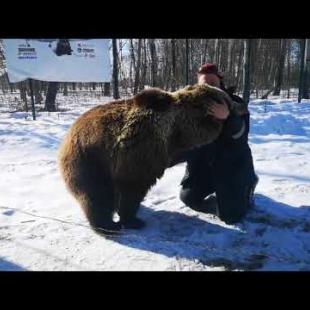 Медведь встречает пилота из Сортавалы (Карелия)