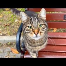 Tabby cat living on park bench won't let me go