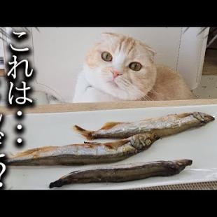 「ごはんだよ！」と言うと食卓に移動してこうなってる猫がかわいい...