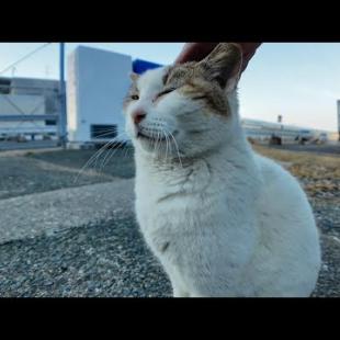 漁港にいたよく喋る猫ちゃん、ナデナデすると喜んで何度も催促してきてカワイイ