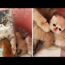 Grumpy Mom Cat And Her Beautiful Baby Kittens