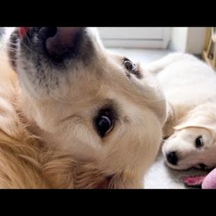 The Golden Retriever considers himself a Puppy