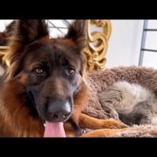 Adorable German Shepherd Protects Pregnant Cat