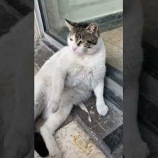 🐾🤣 Lazy Chubby Cat Wants to Play Without Moving ... I'm Chasing After Her! #Shorts #cat #cats#kitten