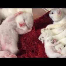 Snowball Kittens And Their Mama Cat Will Warm Your Heart
