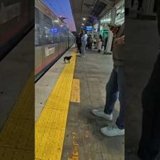 駅のホームにも猫います(ちょっと危ないけど)