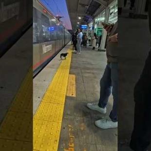 駅のホームにも猫います(ちょっと危ないけど)