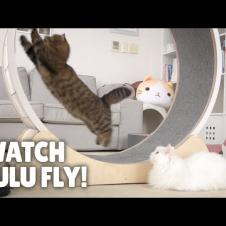 Run LuLu Run! Extreme Cat Wheel Workout! | Kittisaurus