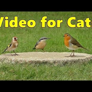 Birds for Cats to Watch ~ Mesmerizing birdwatching Video for Cats  ⭐ 8 HOURS ⭐