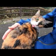 When I calmed down the calico cat on the handrail, I was glad to get on my lap