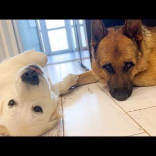 Golden Retriever Puppy Refuses to Sleep without Best Friend German Shepherd