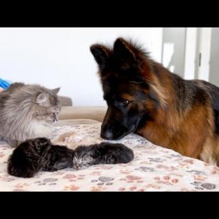 German Shepherd Meets Mom Cat with Newborn Kittens for the First Time
