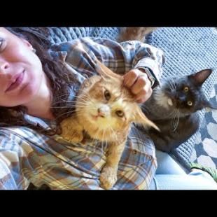 БОБКЭТ РУФУС ПОДОБРЕЛ ПОСЛЕ ДОЖДЯ / Истории мейн-кунов / Енот Гора готовится к зиме