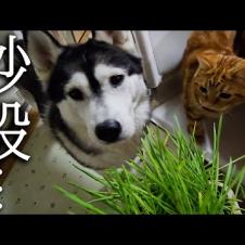 初めて猫草を食べた子猫と犬達の反応がこちらです...