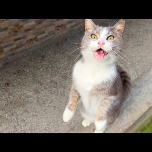 Gray cat Duman is so cute meowing, meow meow