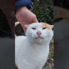 公園の植込みの裏にいた猫ちゃん、モフられにきた #ImpressedCatVideo #catisland #猫