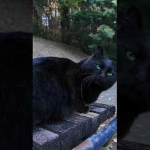 山奥の休憩所にいる黒猫ちゃんはここで休む人を癒やしてくれます