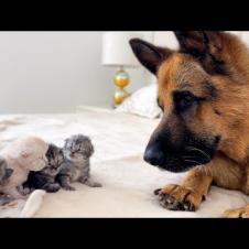 German Shepherd Reaction to Newborn Kittens