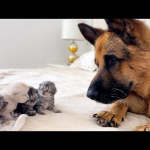 German Shepherd Reaction to Newborn Kittens