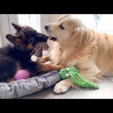 Golden Retriever Plays with German Shepherd Puppy