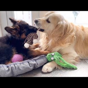 Golden Retriever Plays with German Shepherd Puppy