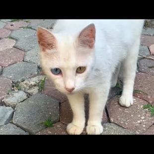 The Street Cat Whose Eyes Are Fascinating! 💙🐾 I Fed It for the First Time