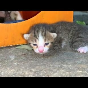 💞🐱 Mother Cat Started Nursing Stray Kitten Like Her Own Kitten!