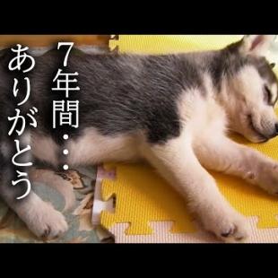 7年間一緒の布団で寝て子猫を育てた結果こうなりました...